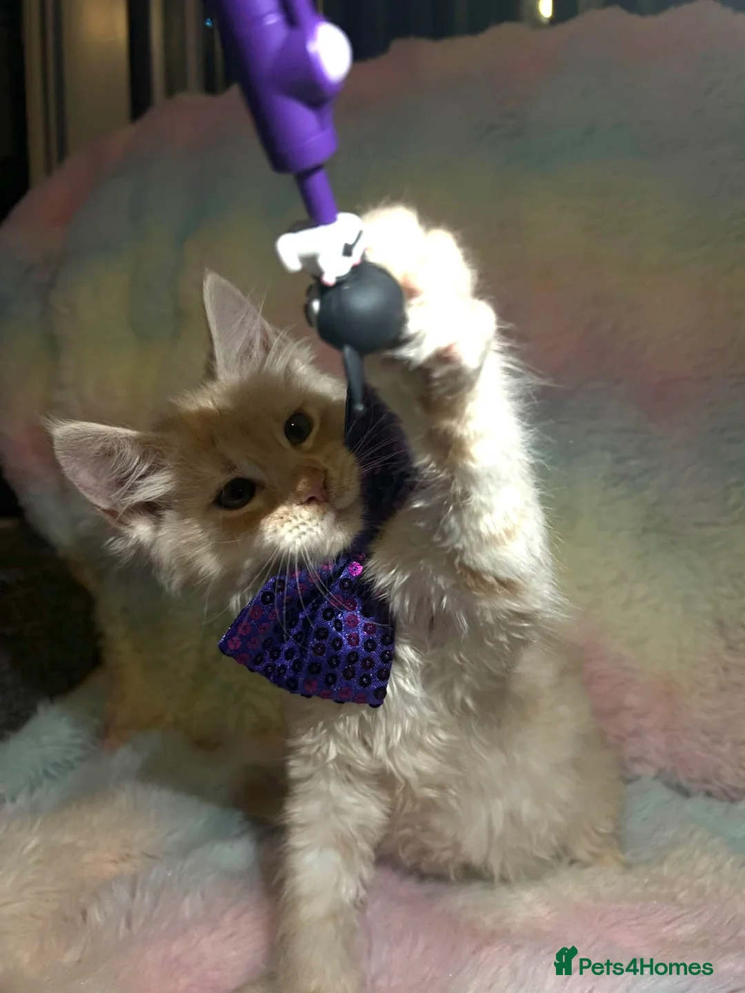 Maine Coon cats for sale: CHAMPION LINES TICA ACTIVE MAINE COONS  - Advert 2