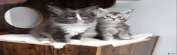 Maine Coon cats for sale: Pedigree GCCF Maine Coon Kitten available  - Advert 23