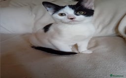 British Shorthair cats for sale: Male kitten  - Advert 2