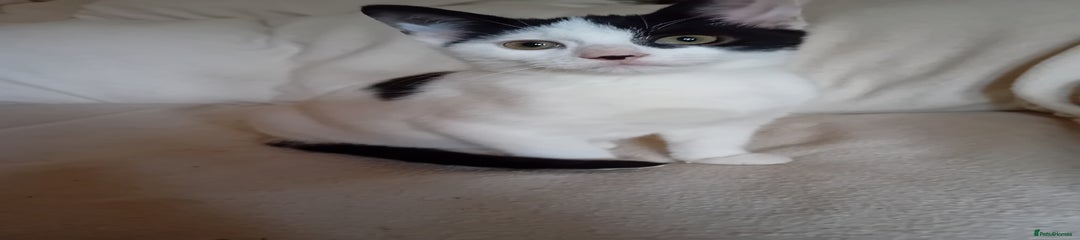 British Shorthair Kitten 2