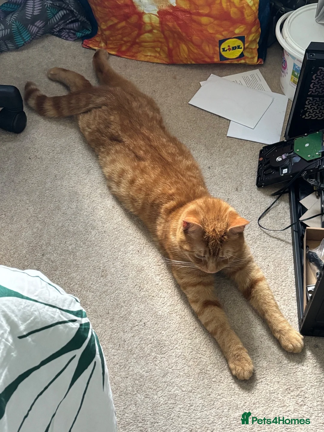 Mixed Breed cats for sale: Beautiful Boy Looking For a Loving New Home ❤️ - Advert 5