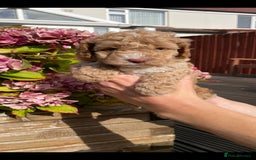 Cockapoo dogs for sale: Beautiful cockapoo puppies - Image 12