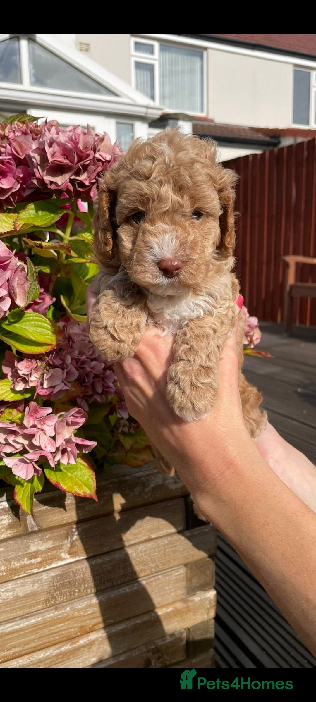 Cockapoo dogs for sale: Beautiful cockapoo puppies - Image 12
