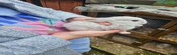 Mixed Breed rabbits for sale: Minilop x rex rabbits  - Advert 14