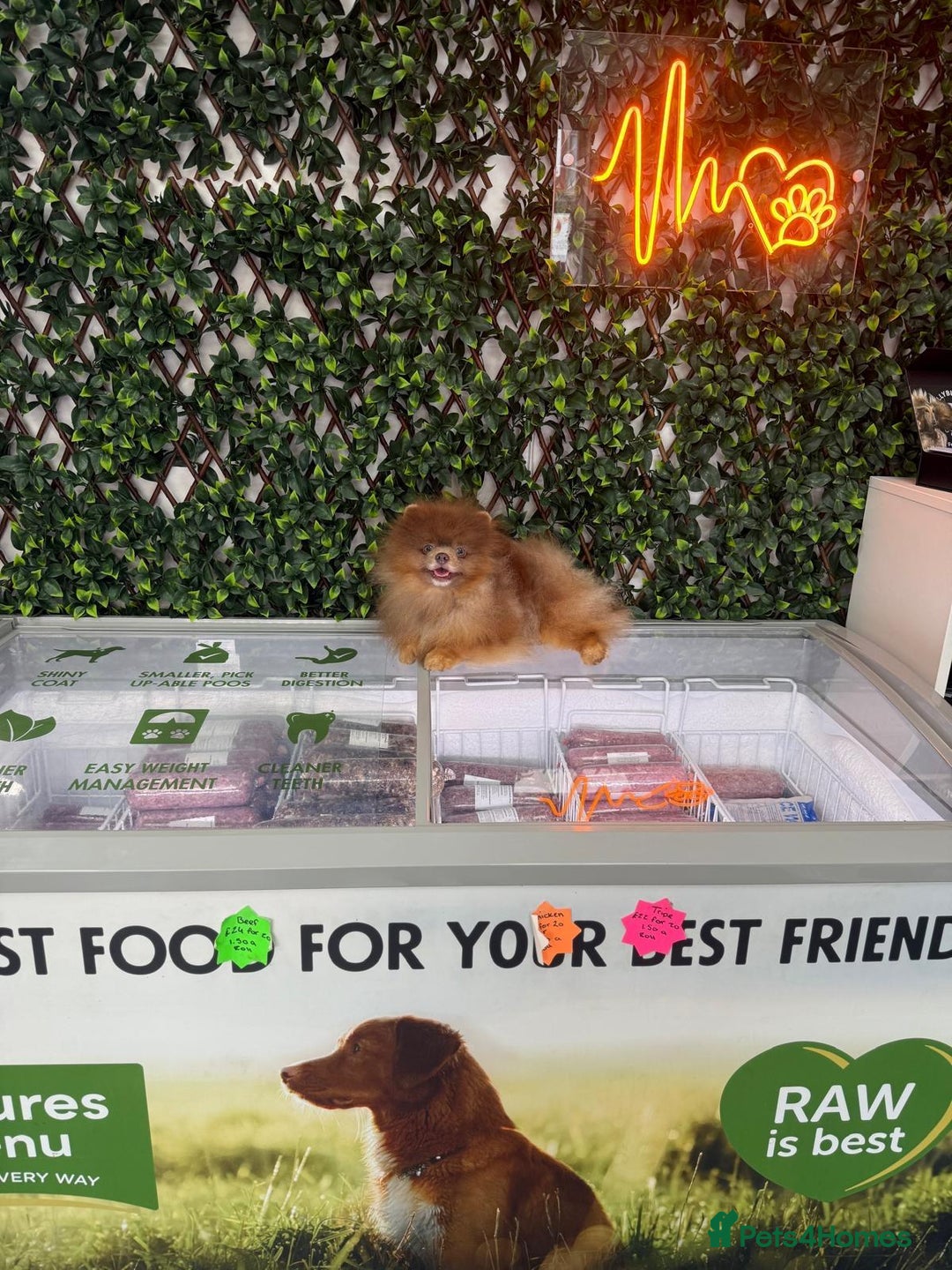 Pomeranian dogs for sale: Beautiful Rare Rainbow Teddy Bears 💎🌈 - Image 6