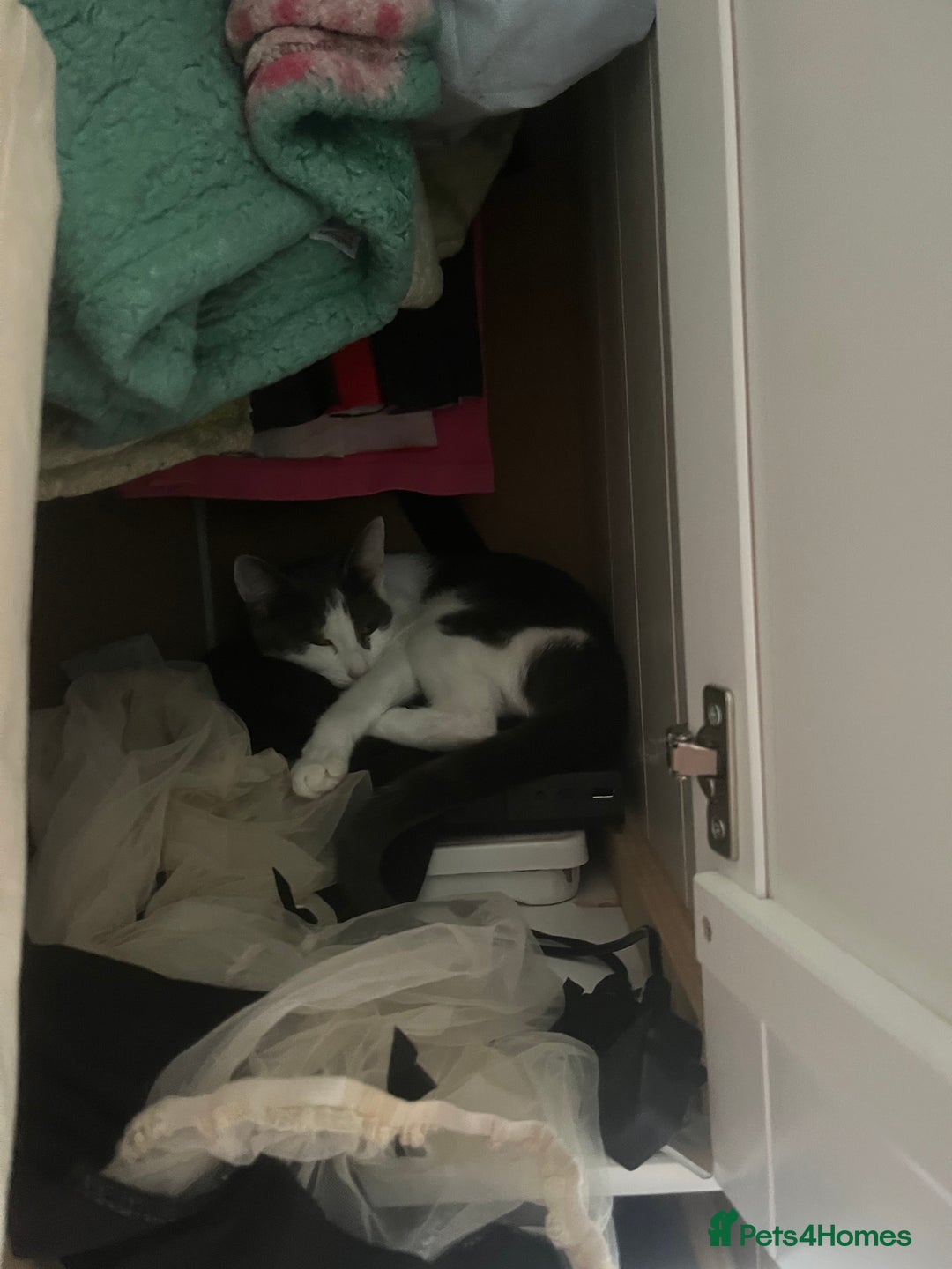 Oriental cats for sale: Romulus/babycat  - Advert 3