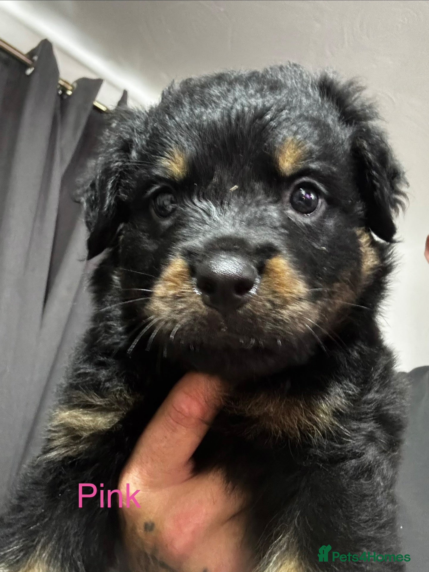 Rottweiler dogs 🐾 KC REGISTERED ROTTWEILER PUPS  - Advert 2