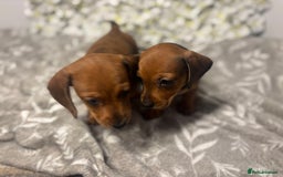 Miniature Dachshund dogs for sale: 🐾 Miniature Dachshund Puppies 🐾 - Image 4
