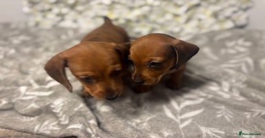Miniature Dachshund dogs - Advert 10