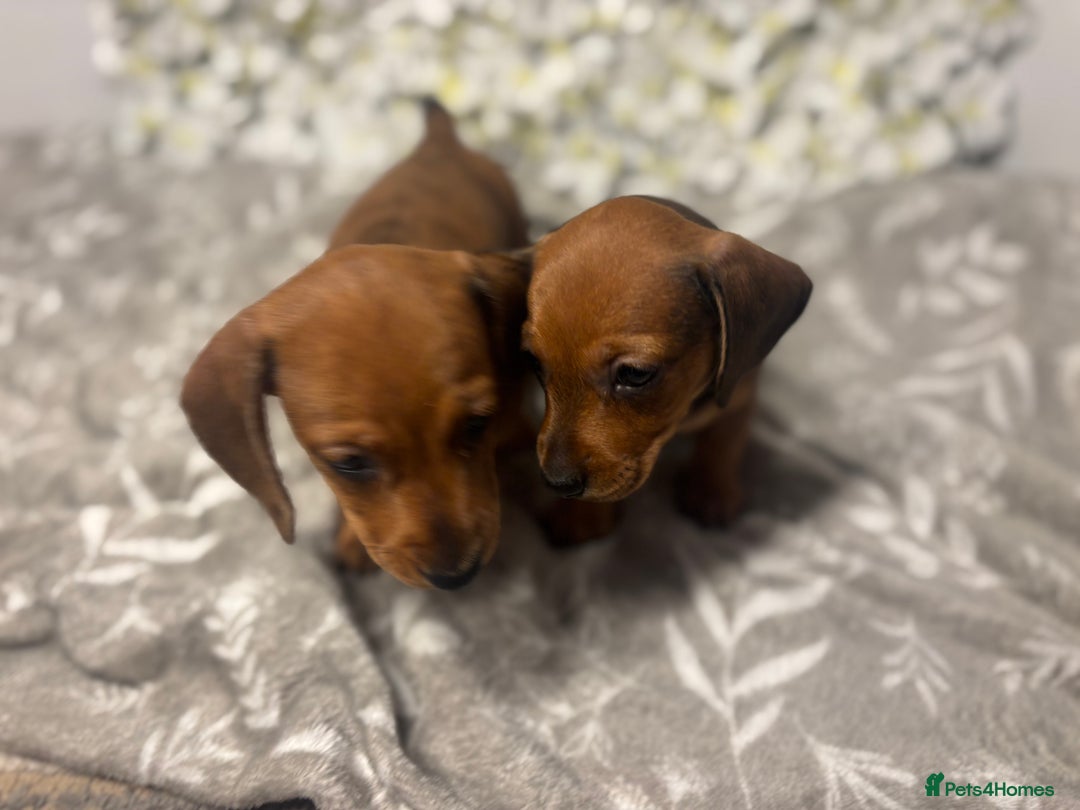 Miniature Dachshund dogs for sale: 🐾 Miniature Dachshund Puppies 🐾 - Image 4