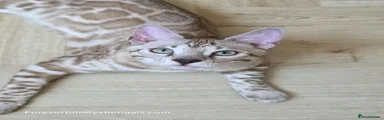 Bengal 1