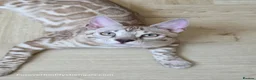 Bengal cats for sale: Bengal Brother & Sister  - Advert 14