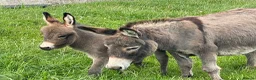 Donkey livestock for sale: Miniature Mediterranean Donkey  - Advert 2