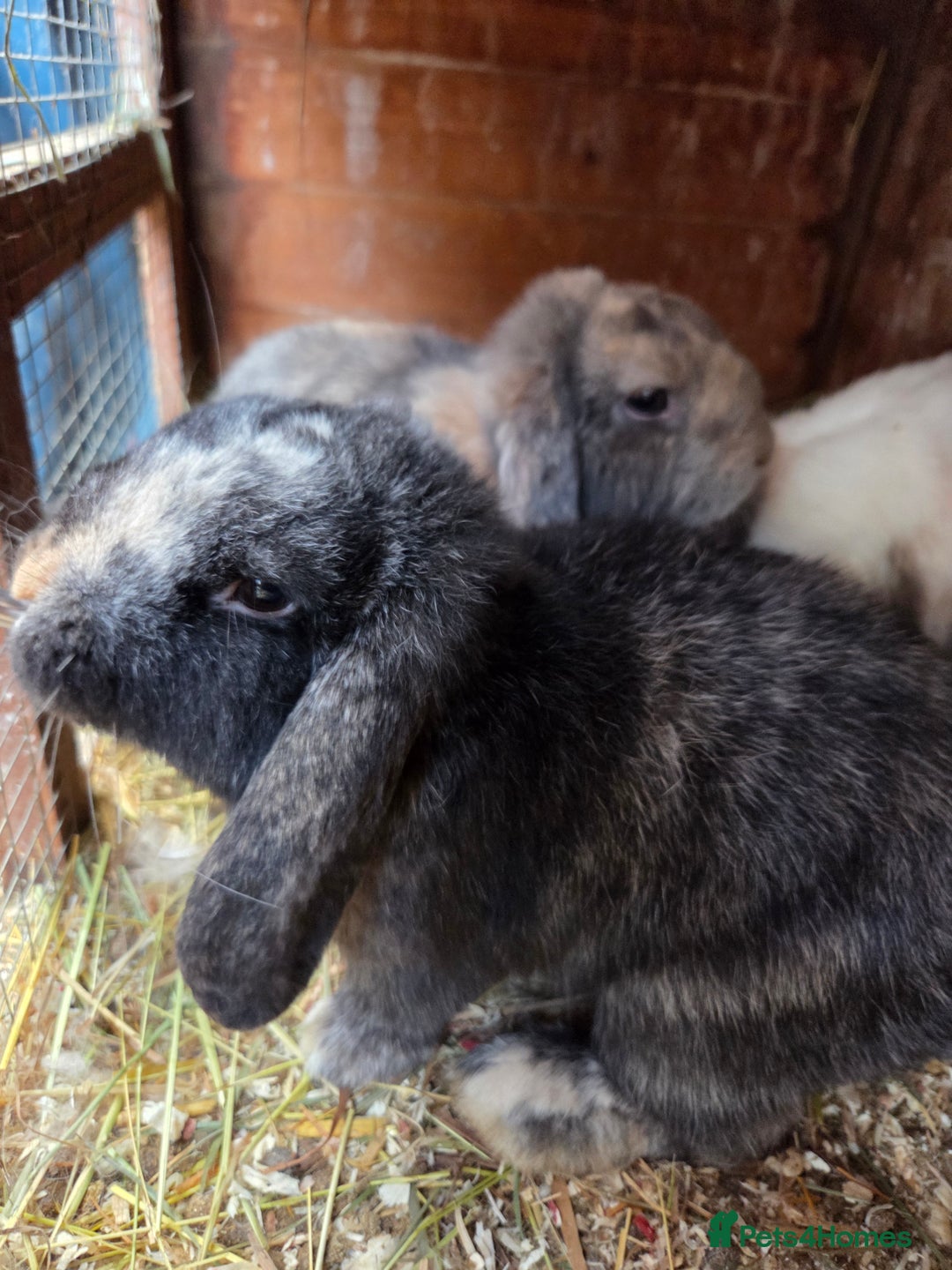Mini Lop rabbits for sale: Beautiful mini lop babies ready now - Advert 7
