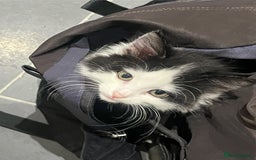 Mixed Breed cats for sale: Beautiful Playful Girl - Advert 9