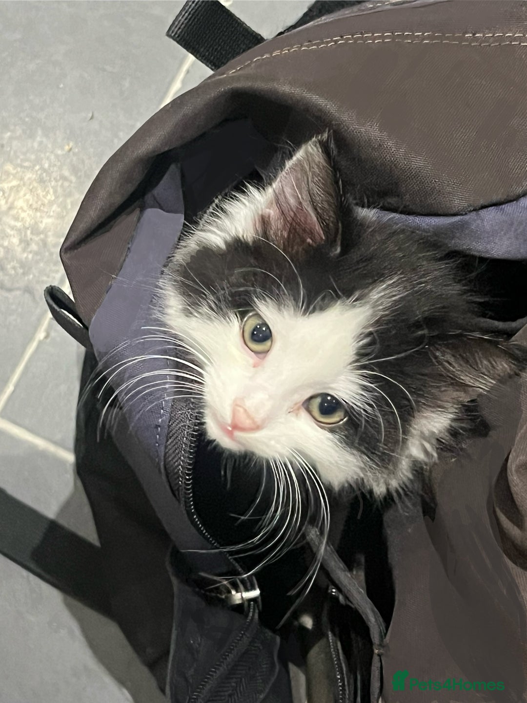 Mixed Breed cats for sale: Beautiful Playful Girl - Advert 9