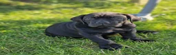 Cane Corso dogs for sale: Absolutely stunning Cane Corso’s  - Advert 27