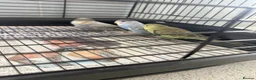 Budgerigars birds for sale: 3 baby budgies  - Advert 3