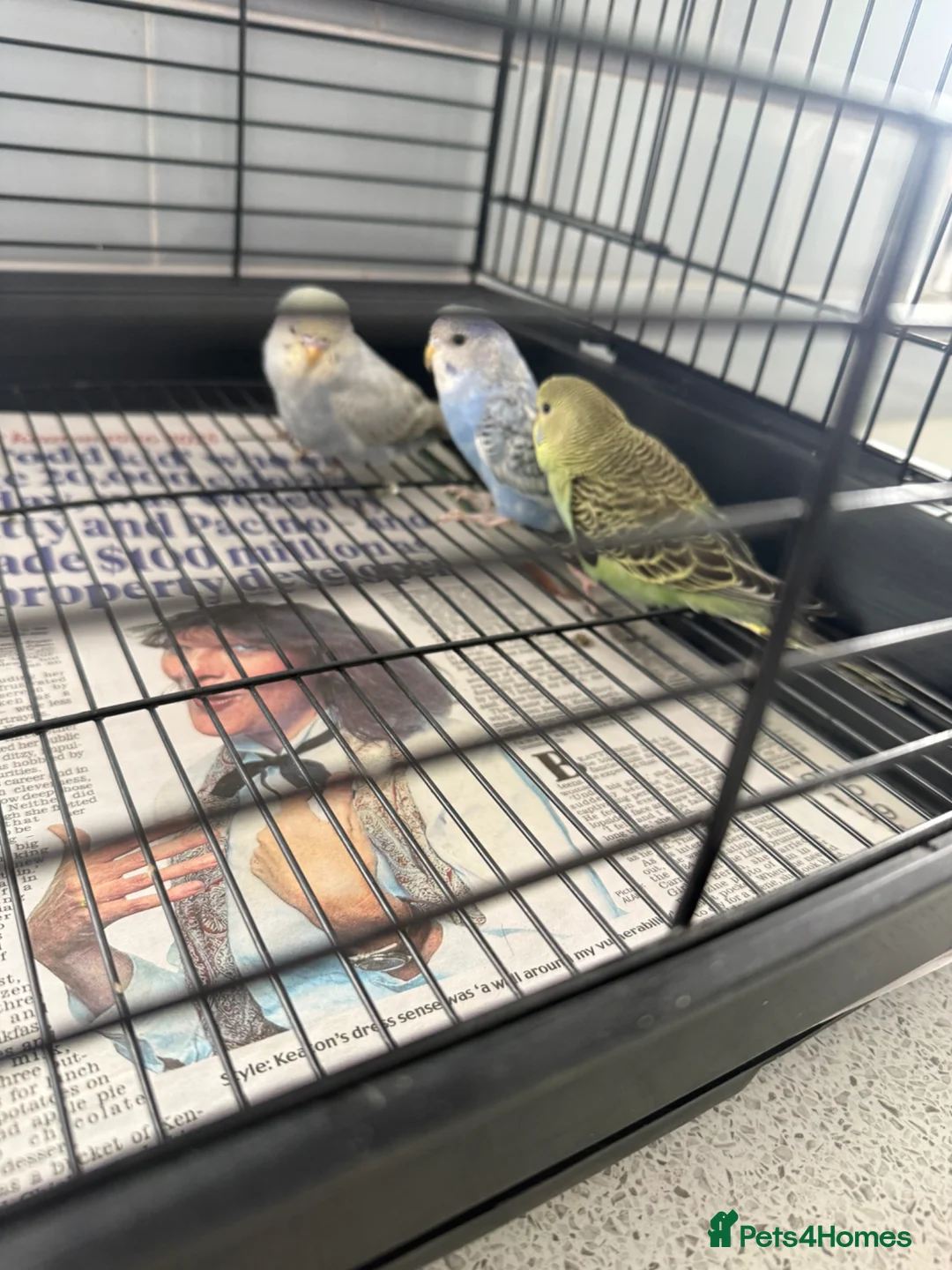 Budgerigars birds for sale: 3 baby budgies  - Advert 3