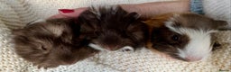 Guinea Pig rodents for sale:  VERY tame, healthy, GORGEOUS baby boy Guinea pigs - Advert 30