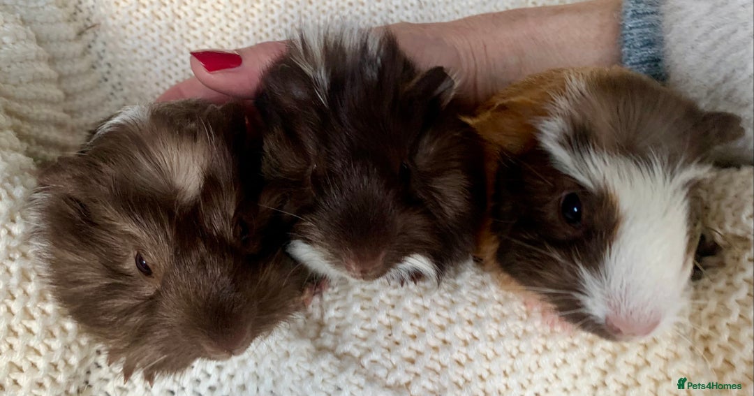 Guinea Pig rodents for sale:  VERY tame, healthy, GORGEOUS baby boy Guinea pigs - Advert 30