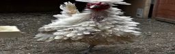 Chickens poultry for sale: Two beautiful little polish bantams POL in Lewes - Advert 2