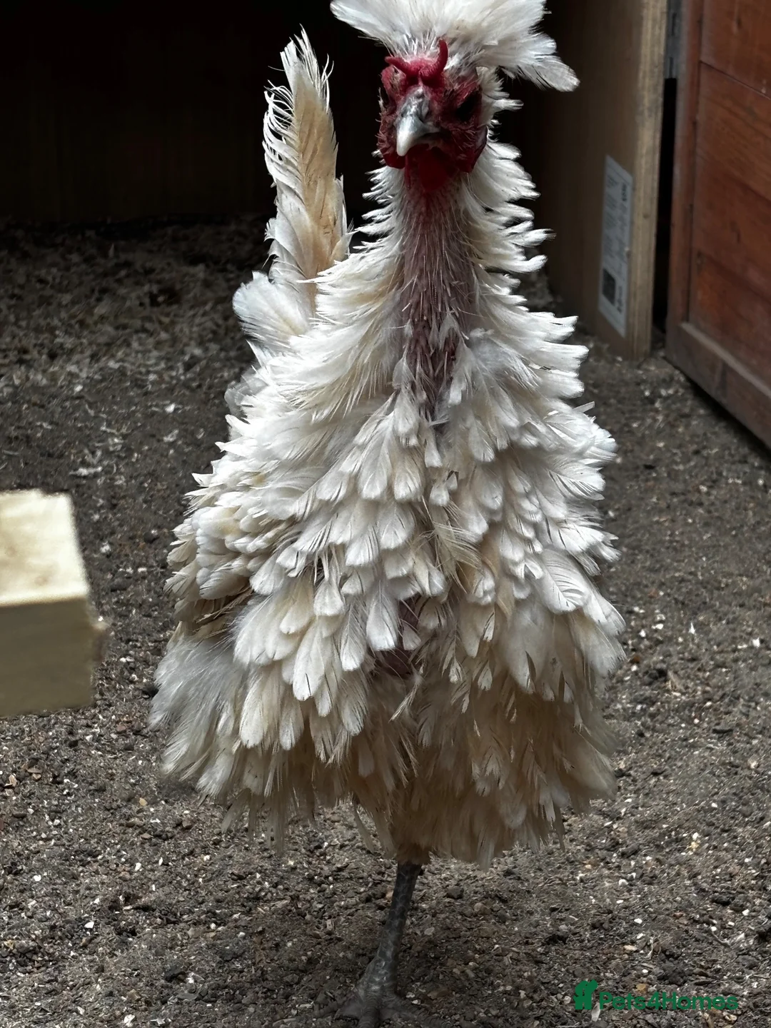 Chickens poultry for sale: Two beautiful little polish bantams POL in Lewes - Advert 2