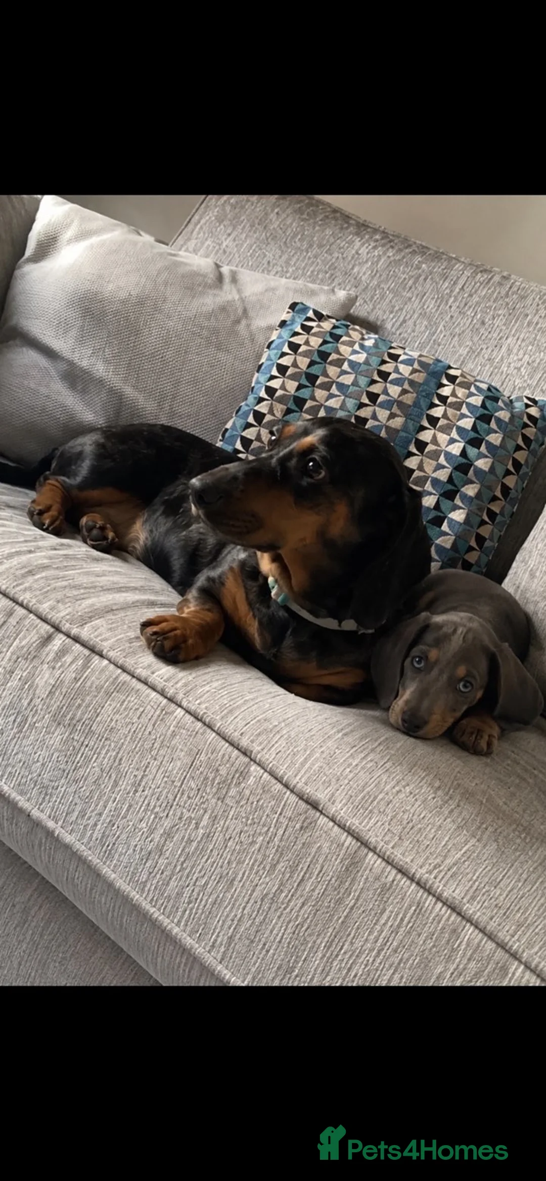 Dachshund dogs for sale: Gorgeous minature daschund puppy blue  - Advert 6
