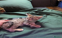 Mixed Breed cats for sale: Have two male and 2 female kittens   - Image 10
