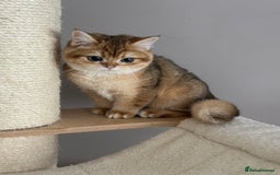 British Shorthair cats for sale: BSH golden kittens - Image 16