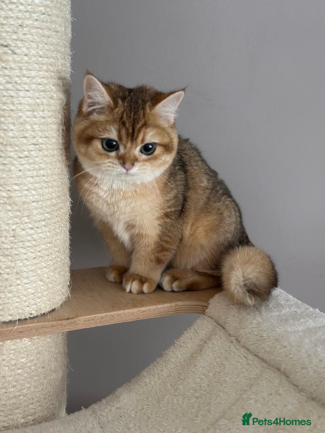British Shorthair cats for sale: BSH golden kittens - Image 16