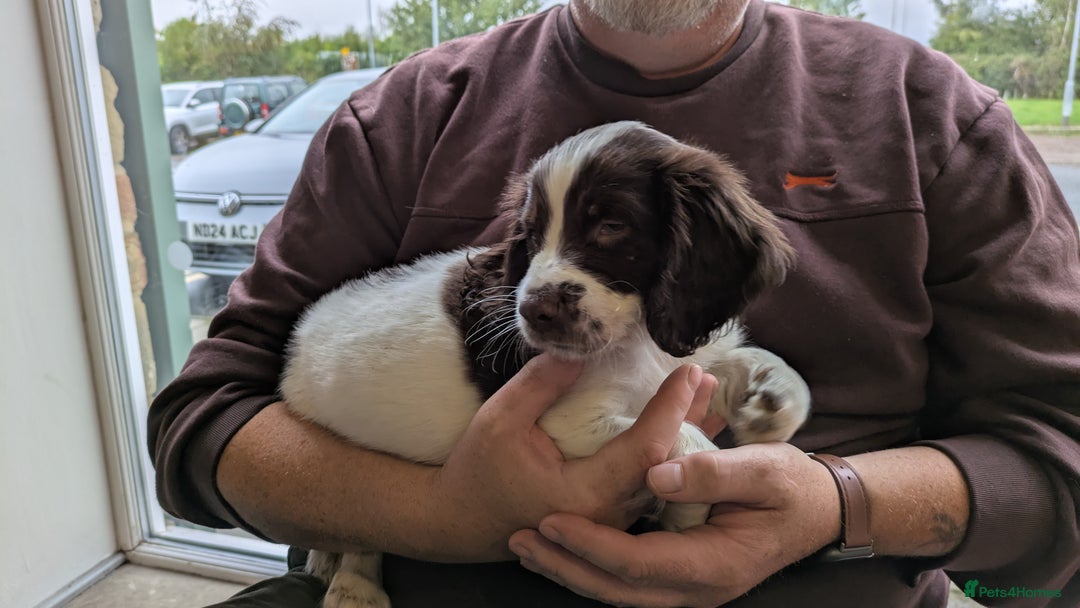 English Springer Spaniel dogs for sale: English Springer puppy *READY NOW* - Image 2