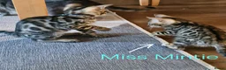 Bengal cats for sale: READY Genetic & Health Tested Bengal Kittens - Advert 31