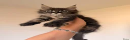 Maine Coon cats for sale: GCCF HealthTested Russian Championline Mainecoons  - Advert 7