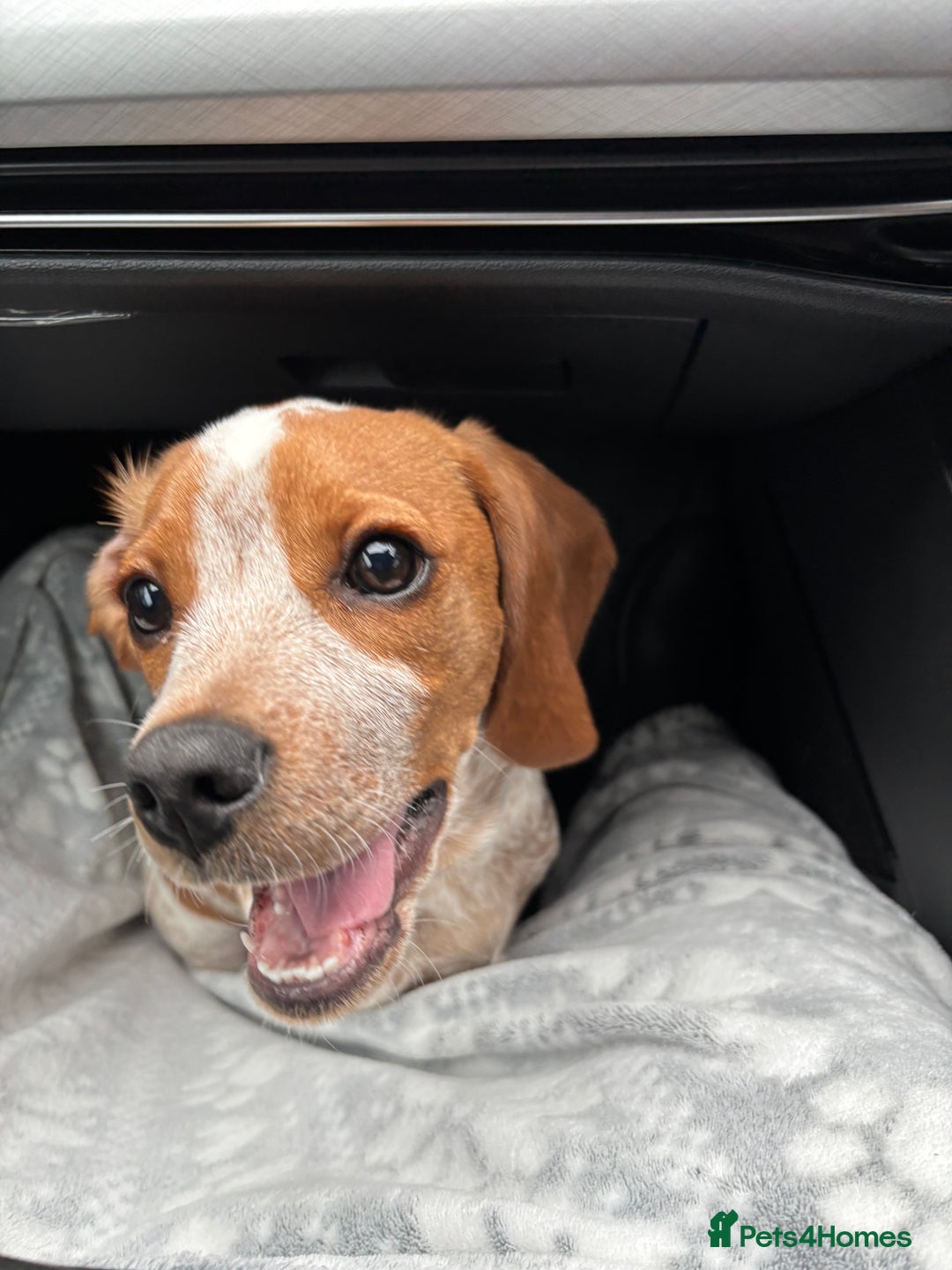 Beaglier dogs for sale: 13 month old beaglier  - Advert 32