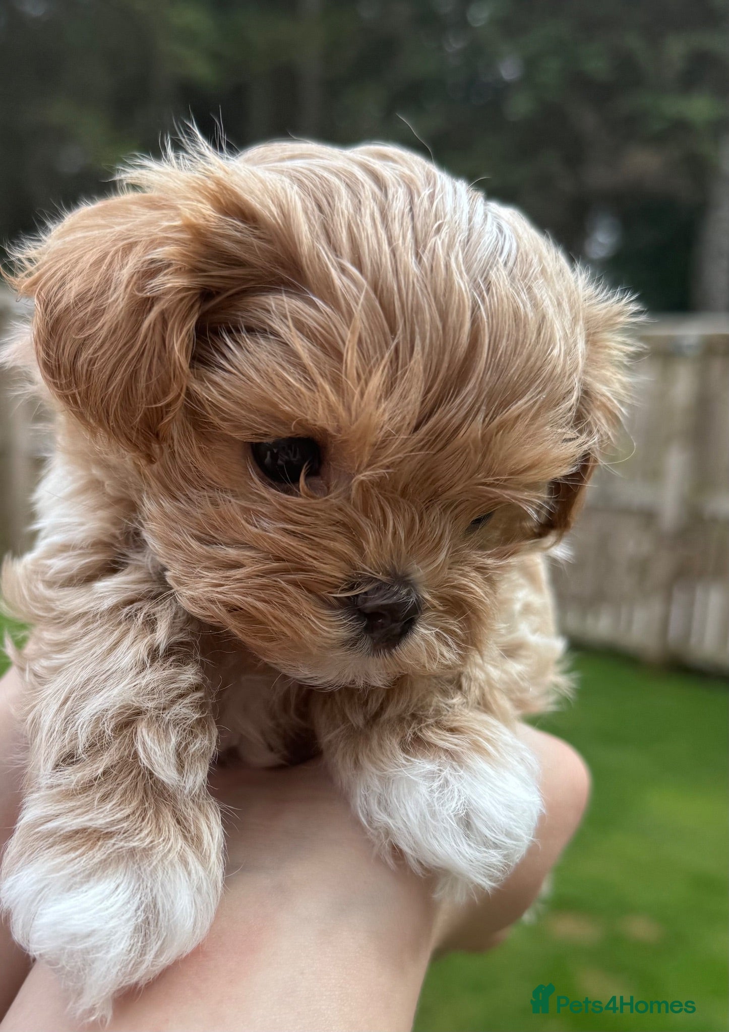 Maltipoo dogs 🧸Maltipoo DNA tested Korean & Asian lines - Advert 1
