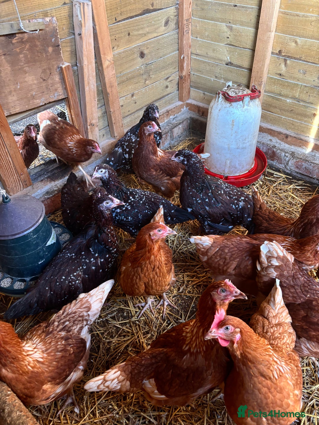Chickens poultry for sale: Speckled Sussex and Hy-line Hybrid Pullets - Advert 1