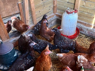 Chickens poultry for sale: Speckled Sussex and Hy-line Hybrid Pullets - Advert 1