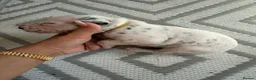 Dalmatian dogs for sale: 🐾🏆Dalmatian puppies🏆🐾 - Advert 14
