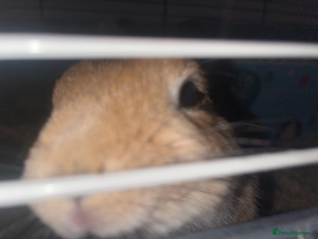 Netherland Dwarf rabbits for sale: 2 female dwarf rabbits - Advert 3