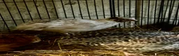 Quail poultry for sale: Sparkly Fee, Celadon & Mixed Colours Male Quail - Advert 3