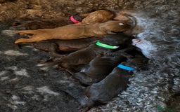Cockapoo dogs for sale: Adorable F2b Cockapoo Puppies – Ready to Reserve  - Image 23