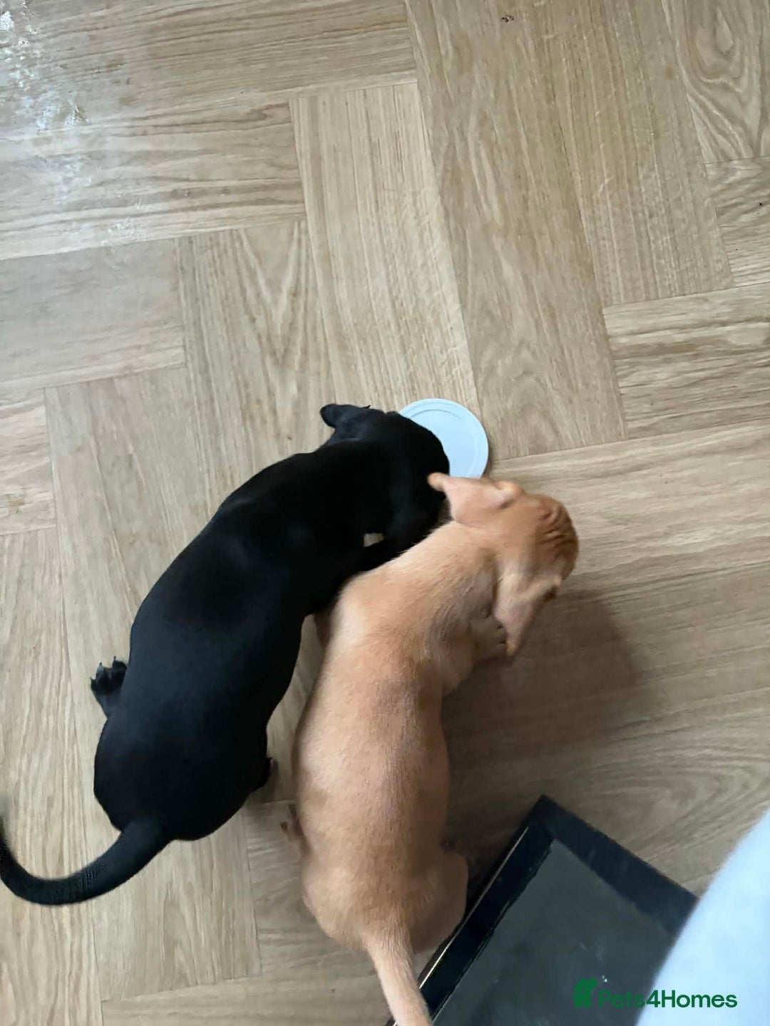 Mixed Breed dogs for sale: 9 Docker puppies - Advert 11