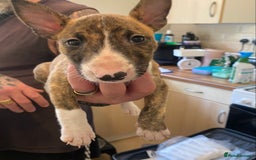 English Bull Terrier dogs for sale: !!! ENGLISH BULL TERRIERS FOR SALE !!! - Image 4