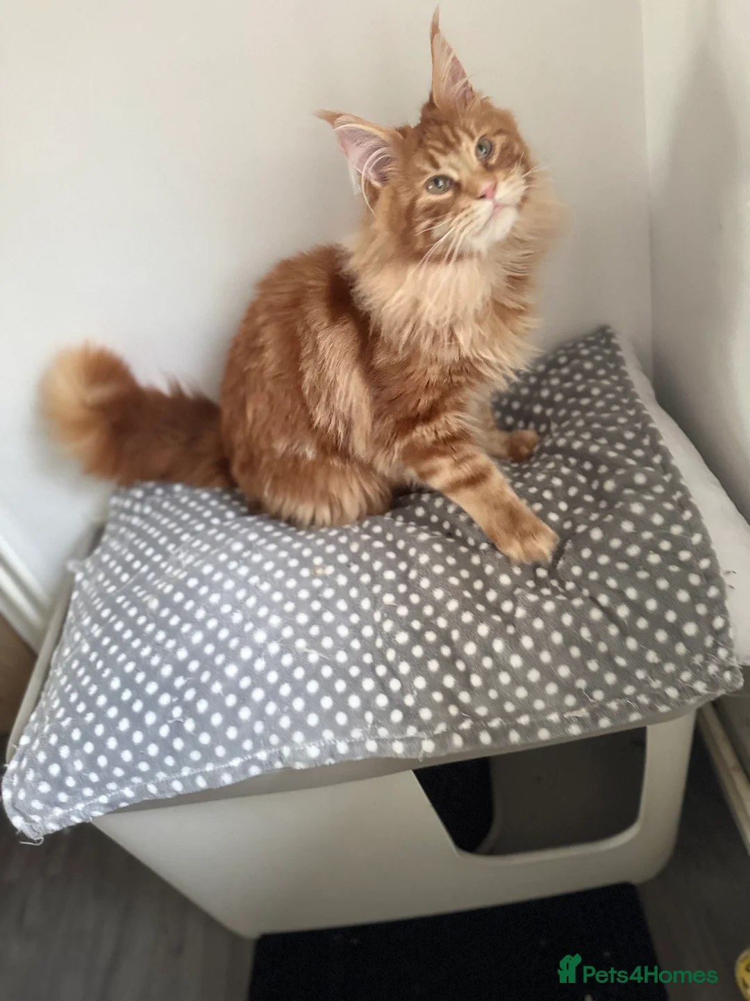 Maine Coon cats for stud: Proven Red tabby Maine coon stud - Advert 15