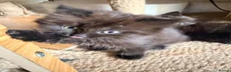 British Shorthair cats for sale: BRITISH SHORTHAIR DOLLS READY NOW! in Uxbridge - Advert 37