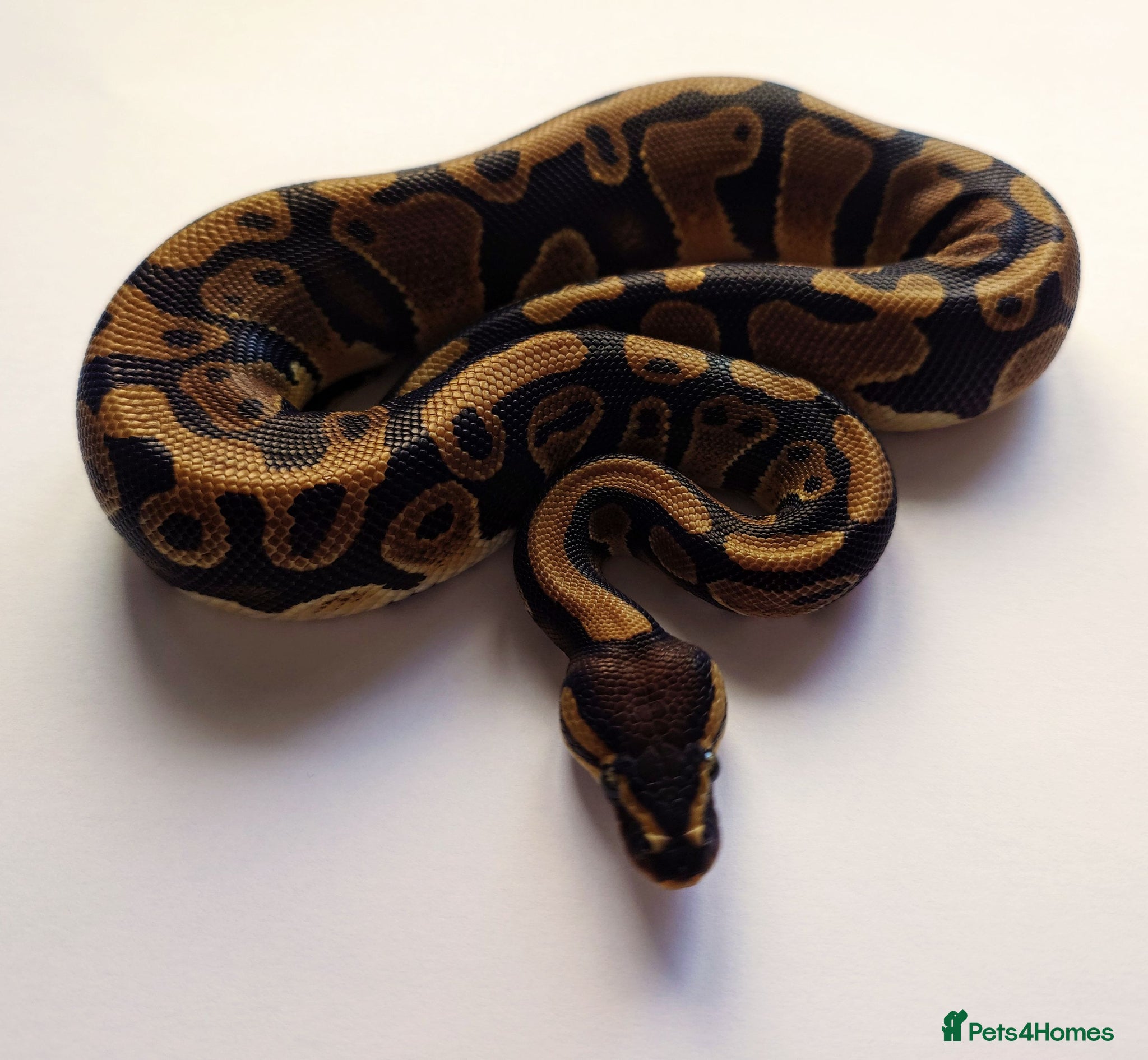 Python Snake reptiles Male and Female Ball Pythons - Advert 2