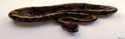 Python Snake reptiles for sale: Male and Female Ball Pythons - Advert 2