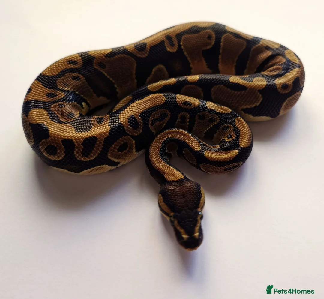 Python Snake reptiles for sale: Male and Female Ball Pythons - Advert 2