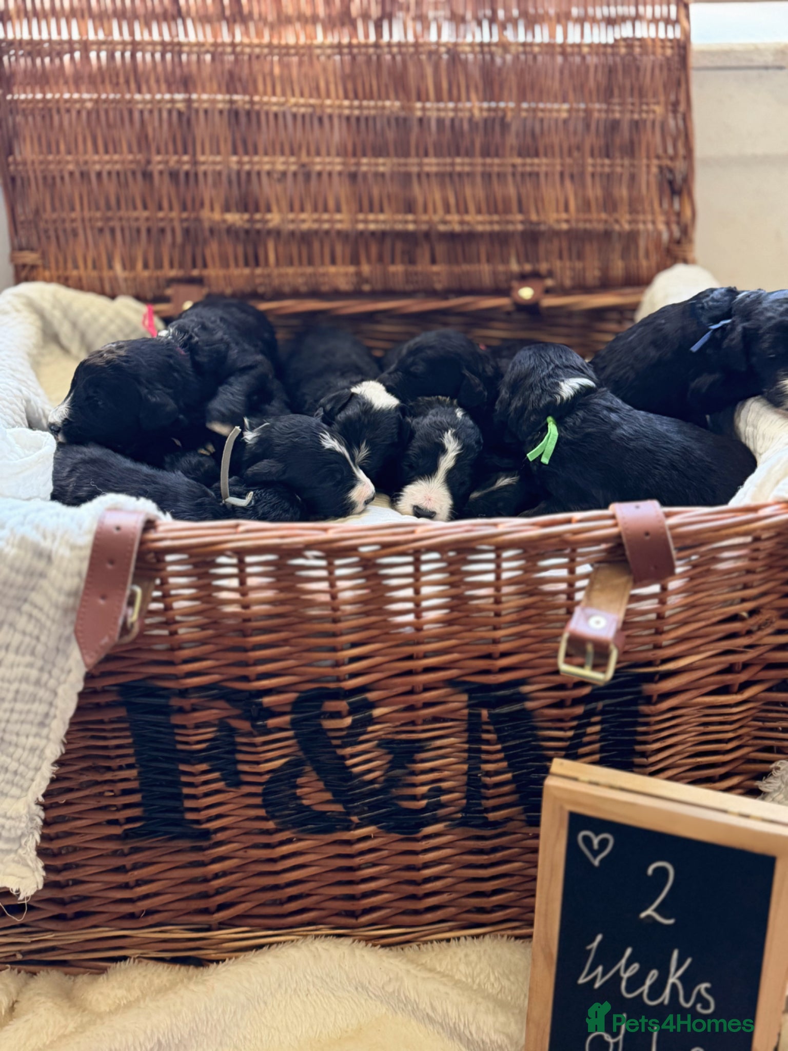 Sheepadoodle dogs F1 Sheepadoodle Puppies🤍 - Advert 1